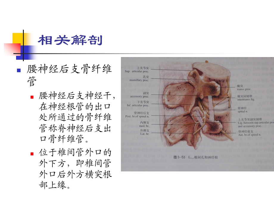 腰神经后支卡压课件文档资料.ppt_第2页