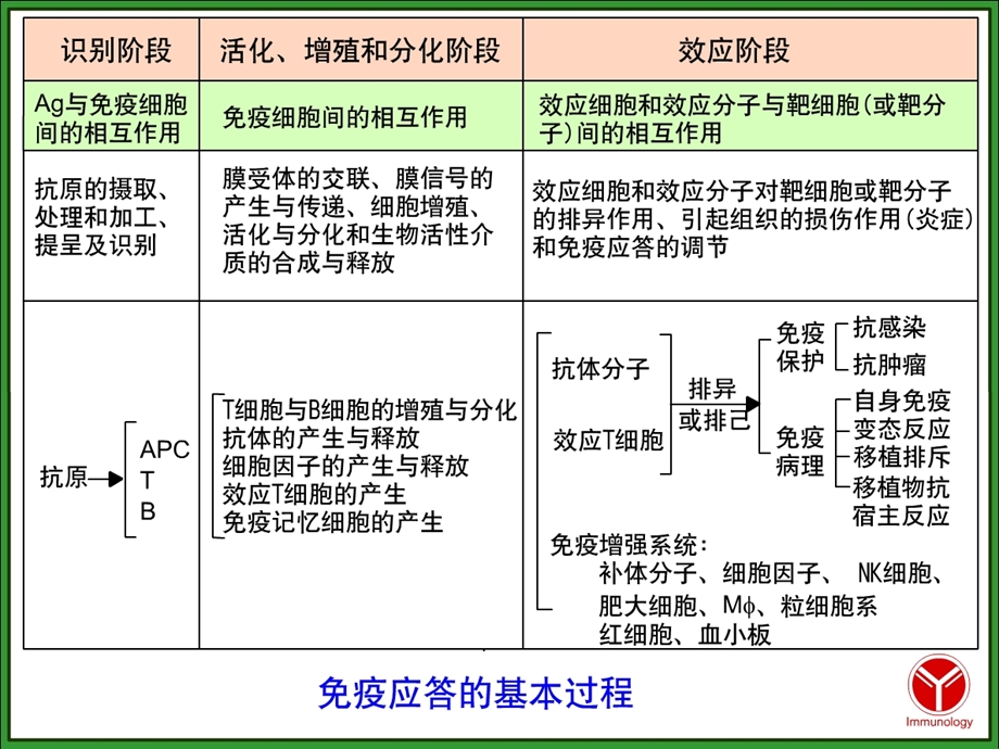 免疫学第11章T淋巴细胞对抗原的特异性免疫应答文档资料.ppt_第3页