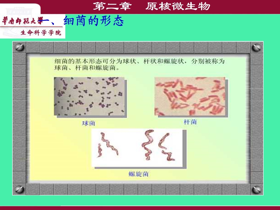 微生物的种类一细胞型微生物原核微生物细菌放线文档资料.ppt_第3页