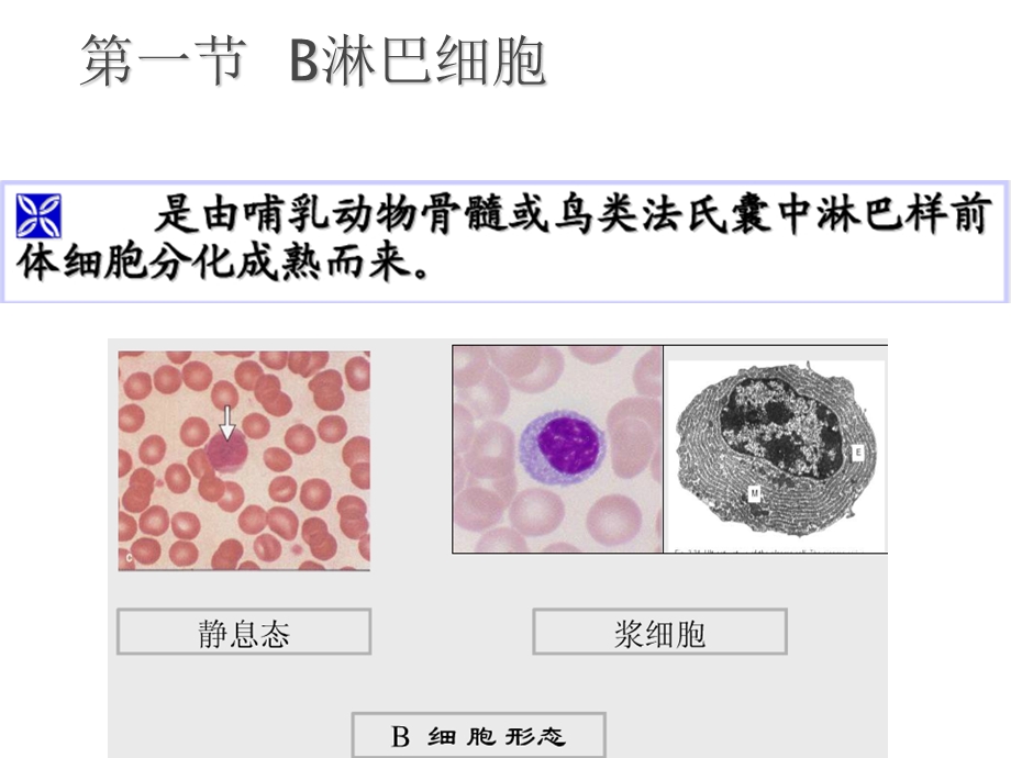 免疫学第12章 B淋巴细胞对抗原的特异性体液免疫应答文档资料.ppt_第2页