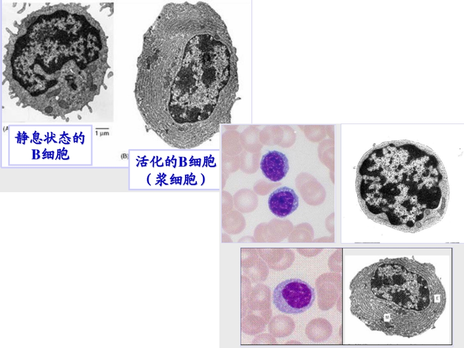 免疫学第12章 B淋巴细胞对抗原的特异性体液免疫应答文档资料.ppt_第3页