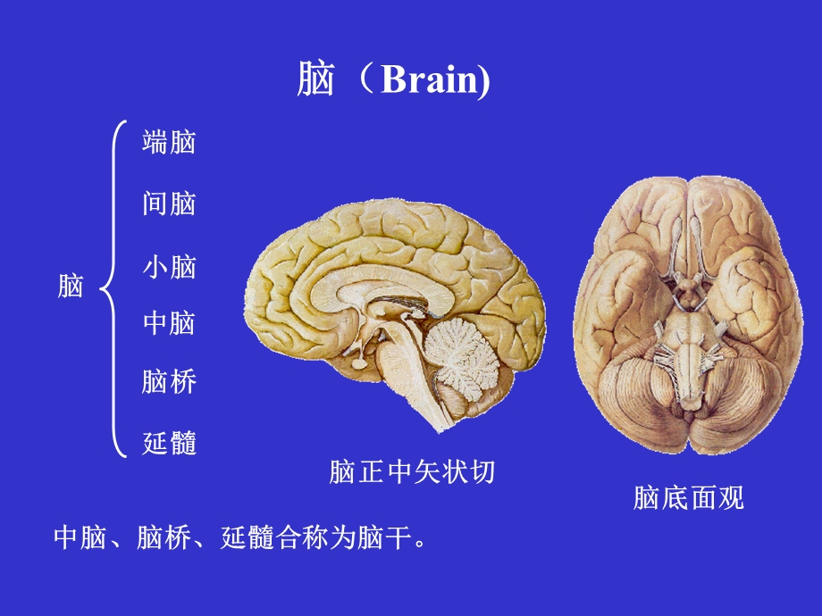 脑干 基础医学概要文档资料.ppt_第1页