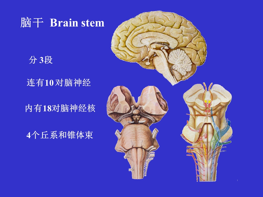 脑干 基础医学概要文档资料.ppt_第2页