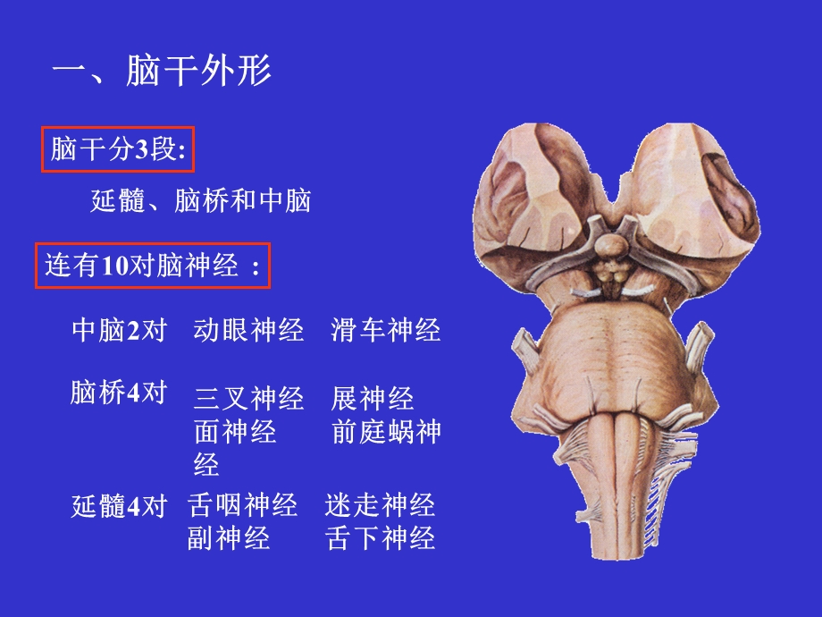 脑干 基础医学概要文档资料.ppt_第3页