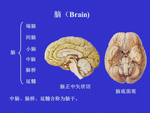 脑干 基础医学概要文档资料.ppt