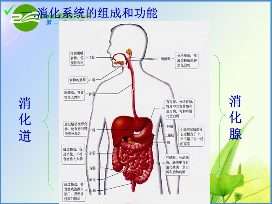 七年级生物下册第四单元第二章第二节消化与吸收人教版[精选文档].ppt_第2页