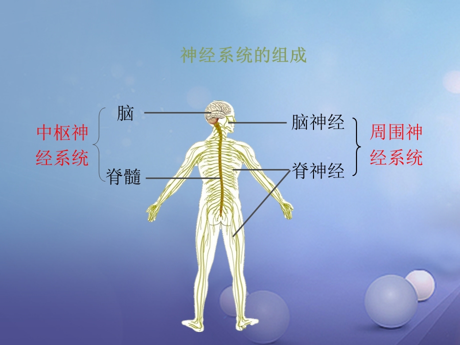 七年级生物下册12.1神经系统与神经调节第1课时课件北师大版文档资料.ppt_第3页