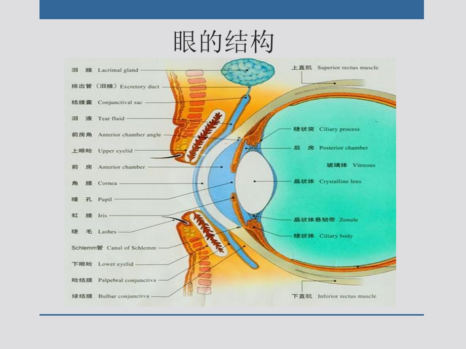 外周神经系统药理学文档资料.ppt_第3页