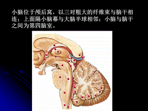 小脑ceerebellumppt课件文档资料.ppt