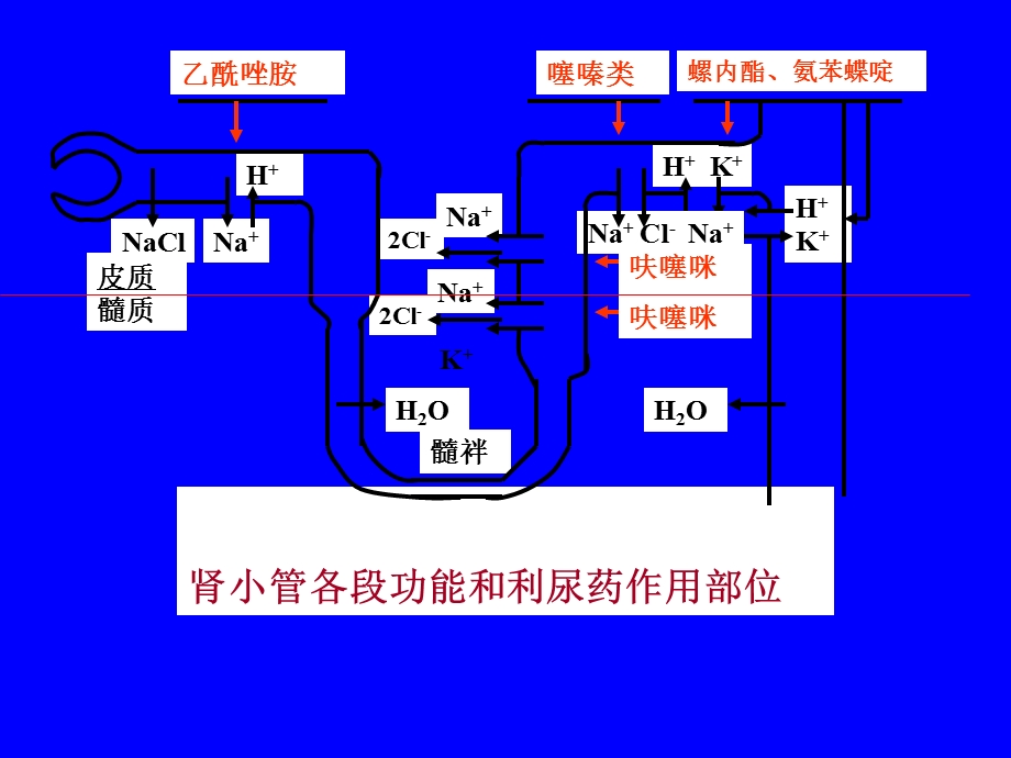 定义作用于肾脏增加电解质及水排泄使尿量增加的药物文档资料.ppt_第3页