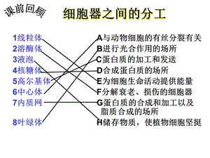 我的课件：第二节：细胞器——系统内的分工合作1文档资料.ppt