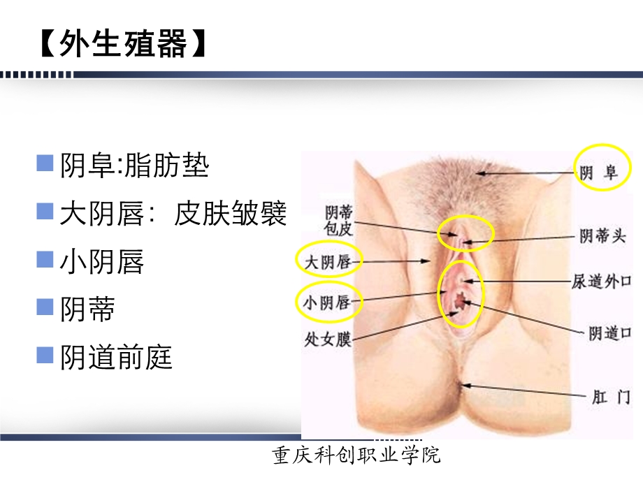 重庆科创职业学院第02章 女性生殖系统解剖与生理概述文档资料.ppt_第2页