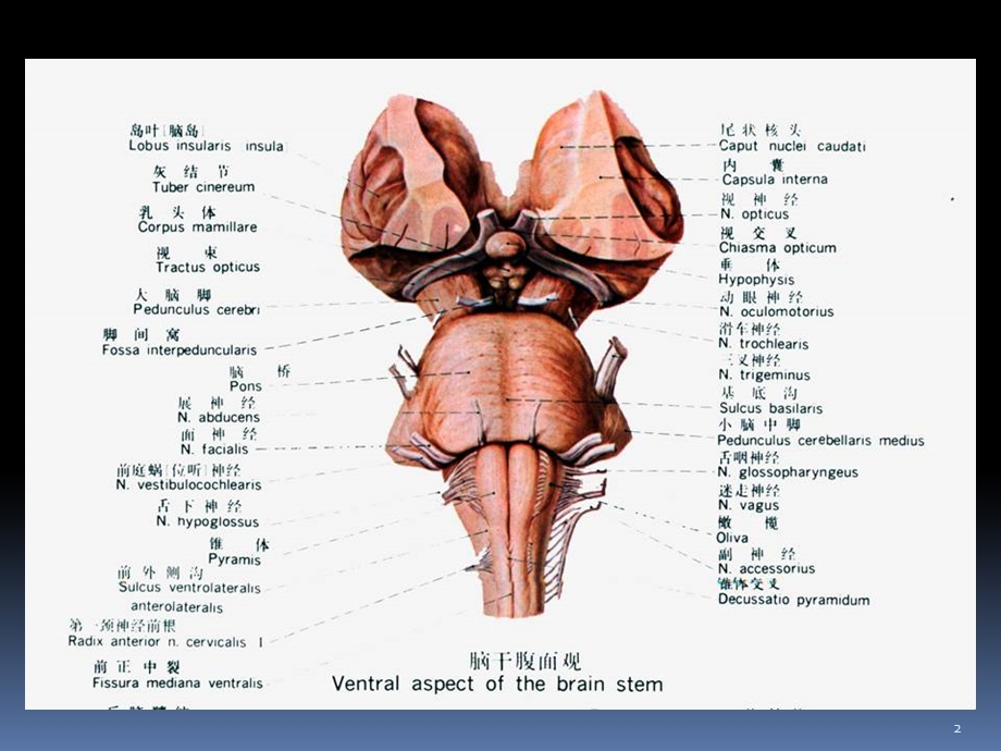 脑干内部结课件文档资料.ppt_第2页