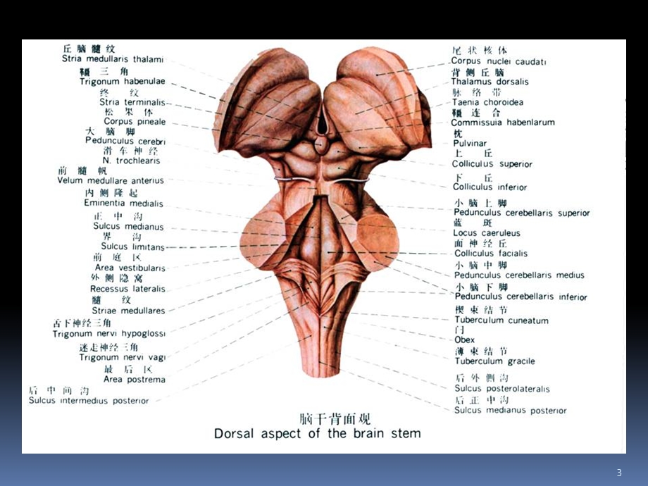 脑干内部结课件文档资料.ppt_第3页
