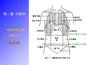 运动解剖学 内脏文档资料.ppt