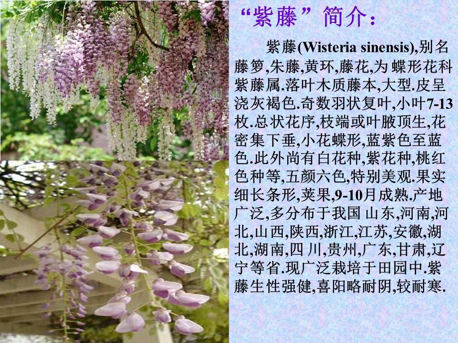 《紫藤萝瀑布》课件 (2).ppt_第2页