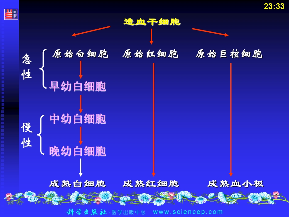 血液系统第4节 白血病文档资料.ppt_第3页