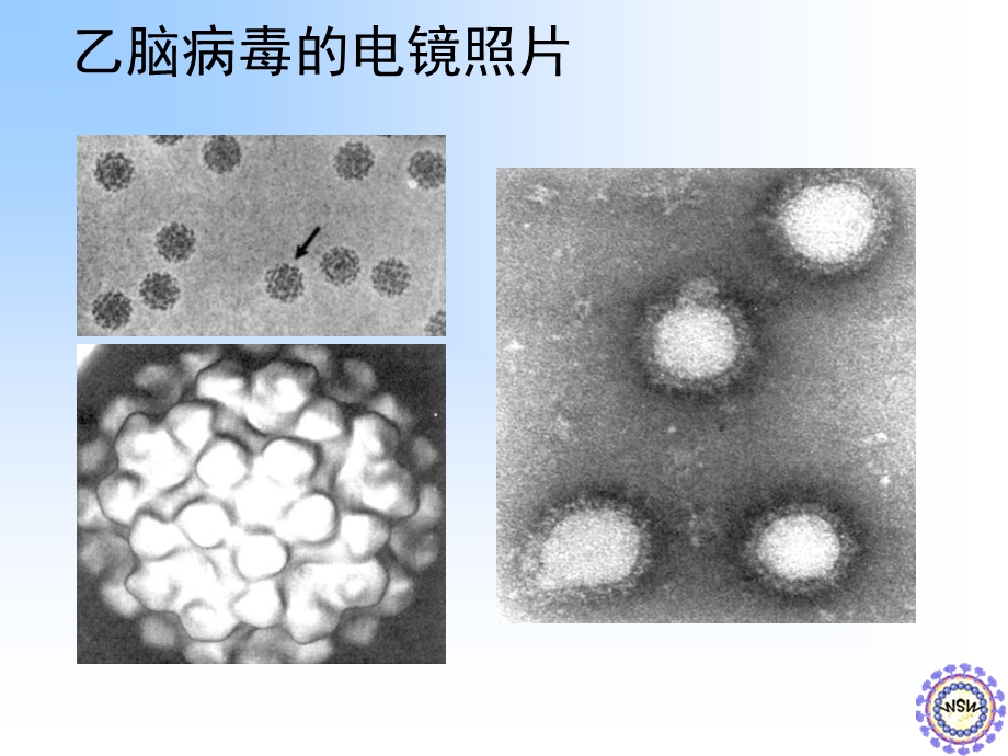 其他病毒文档资料.ppt_第2页