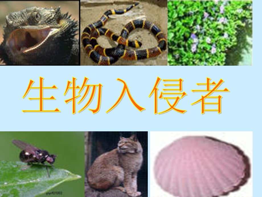 《生物入侵者》课件.ppt_第1页