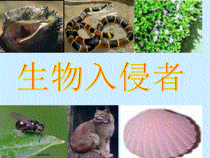 《生物入侵者》课件.ppt