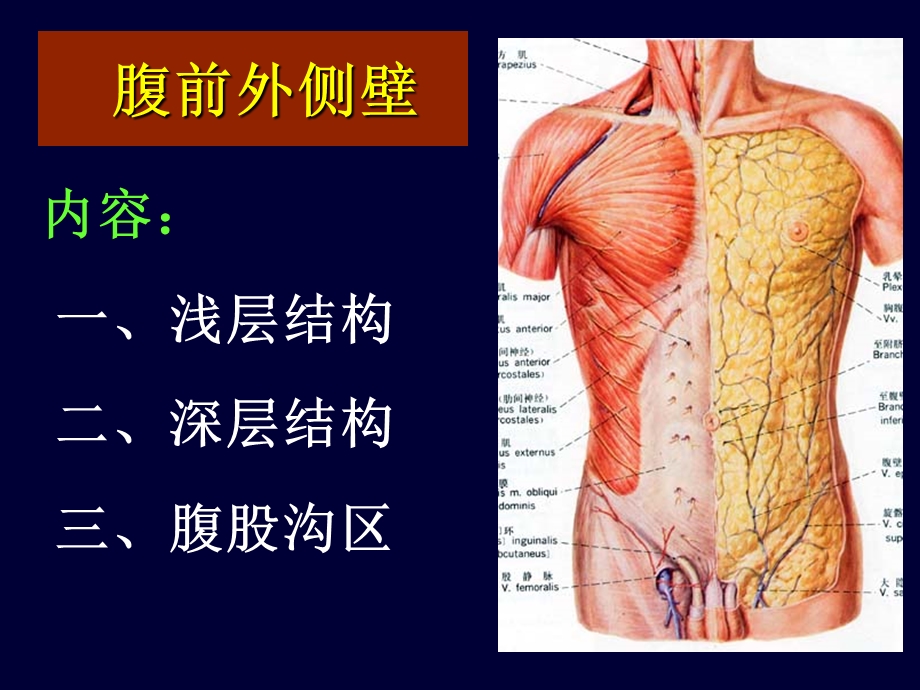 局部解剖学腹部文档资料.ppt_第2页