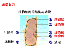 3.2人和动物细胞的结构和功能.ppt