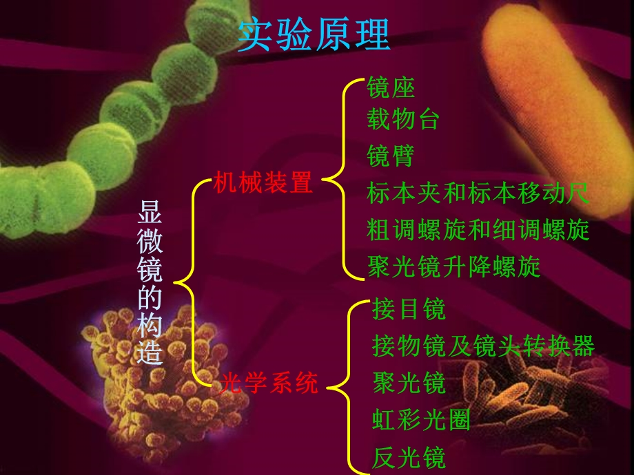 实验一油镜的使用及细菌形态观察文档资料.ppt_第2页