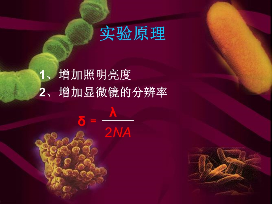 实验一油镜的使用及细菌形态观察文档资料.ppt_第3页