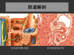 上海交大外科学胆道疾病文档资料.ppt