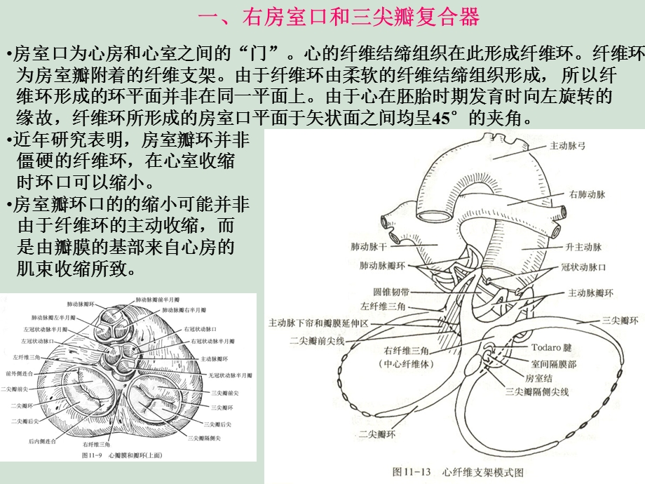 心的瓣膜复合器研究进展和临床应用文档资料.ppt_第2页