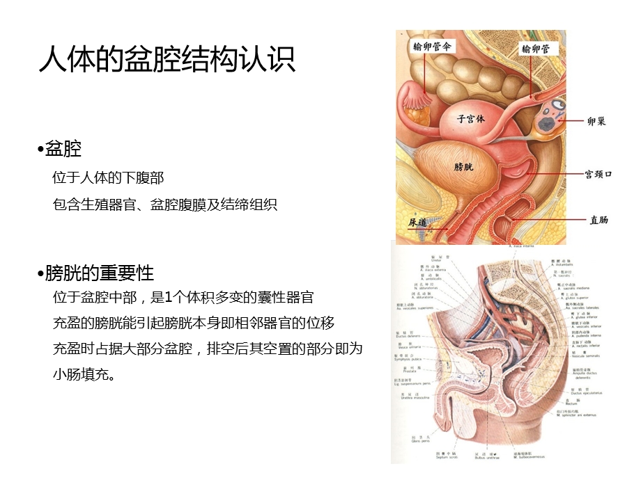 膀胱容量测量仪在盆腔肿瘤精准放疗上的应用ppt课件文档资料.ppt_第1页