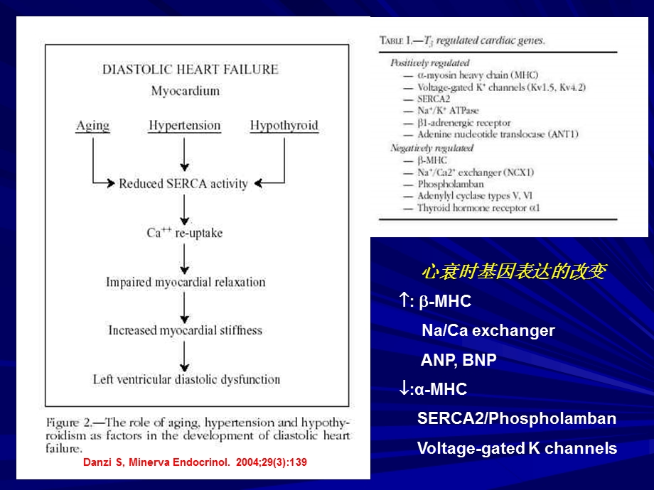 心力衰竭发生及进展的新视点甲状腺功能减退的作用文档资料.ppt_第3页