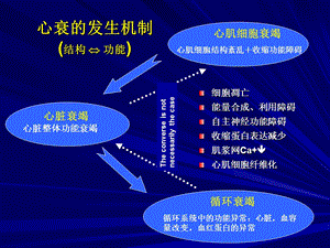 心力衰竭发生及进展的新视点甲状腺功能减退的作用文档资料.ppt