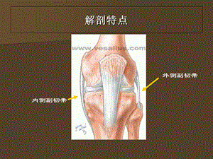 膝关节副韧带损伤课件文档资料.ppt