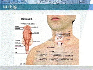 药理学课件甲状腺激素及抗甲状腺药物文档资料.ppt