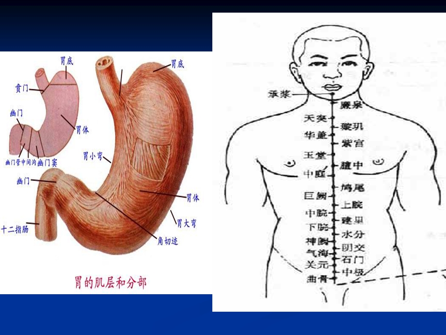 中医内科学胃痛精选文档.ppt_第3页