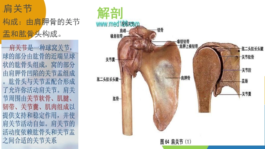 人工肩关节置换术手术配合庞艳彭姗姗文档资料.ppt_第3页