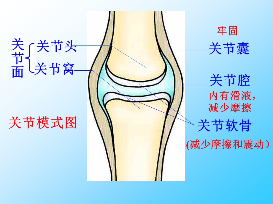 《动物的运动》课件1.ppt_第3页