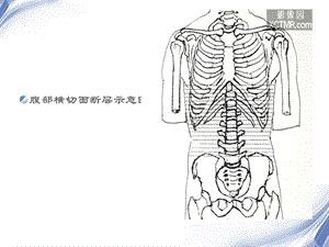 人体断层解剖图谱腹腔ppt课件文档资料.ppt