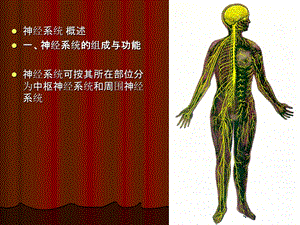 运动解剖学22神经系统总论和脊髓文档资料.ppt