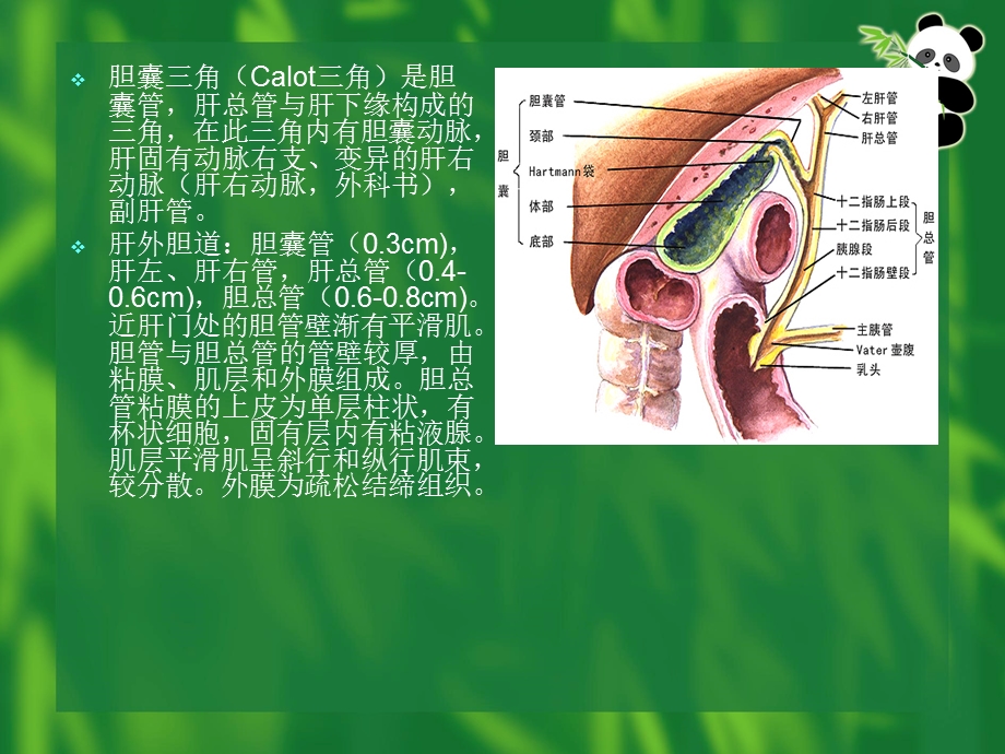 一例胆囊切除胆总管切开取石病例讨论PPT文档.ppt_第3页