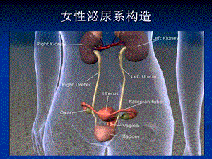 老年泌尿系感染 (XP39;s conflicted copy 0408)课件文档资料.ppt