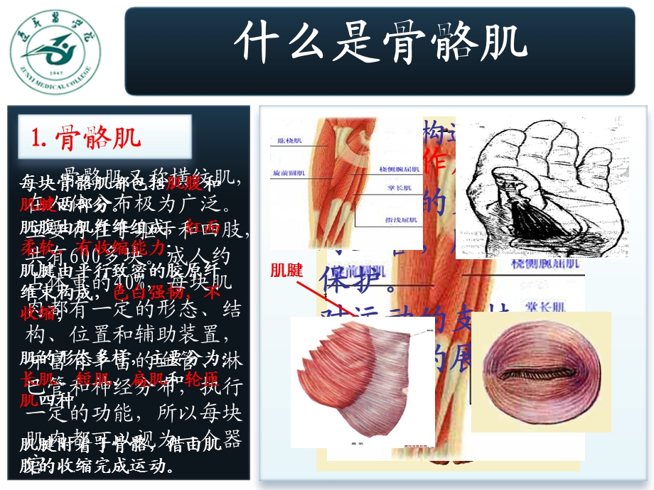 学生自主设计系统解剖实验(骨骼肌)文档资料.ppt_第1页