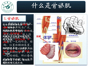 学生自主设计系统解剖实验(骨骼肌)文档资料.ppt