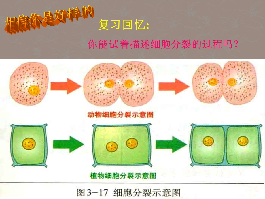 七年级生物上册5.2细胞分化形成组织课件冀教版PPT文档.ppt_第3页