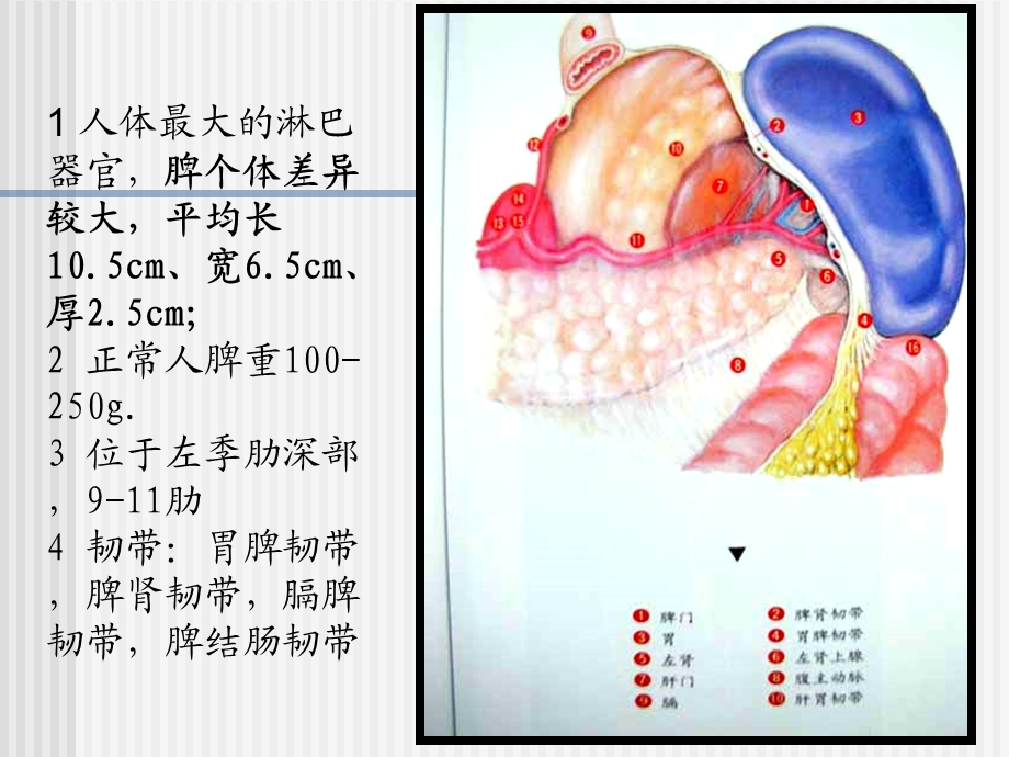 脾脏及脾脏疾病影像学表现 2文档资料.ppt_第2页