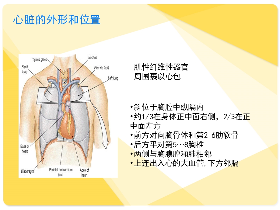 心脏解剖讲义文档资料.ppt_第2页