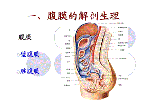 急腹膜炎acuteperitonitis文档资料.ppt