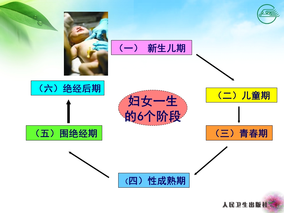 女性生殖系统生理及经期保健护理文档资料.ppt_第3页