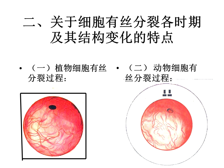 人教版教学课件生物人教版必修一细胞增殖课件PPT文档.ppt_第2页